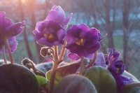 Фото с Fly IQ4503 ERA Life 6