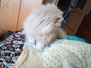 Пример фото